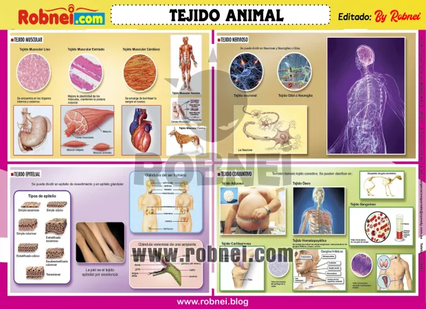 Tejido Animal